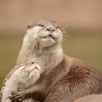 Otter spotting guided tour