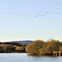 Wetlands along the River Leven