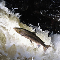 Migratory fish in the River Leven