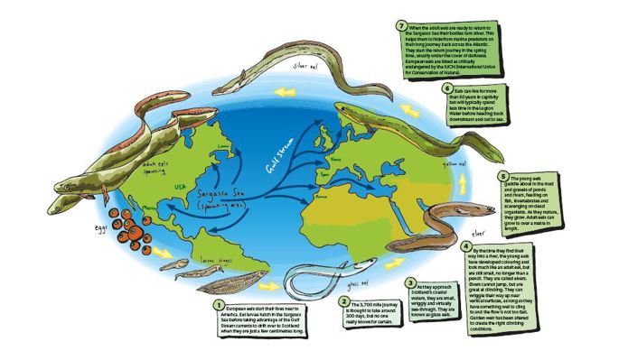 European Eel Life Cycle