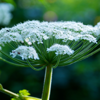 Invasive species workshop 