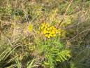 Common Tansy
