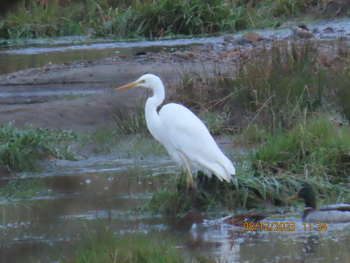 Rare Egret