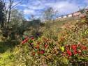 Hawthorn on the River Leven