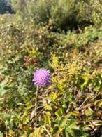 Field Scabious at River Leven