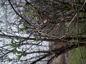 Prunus species (such as plum or cherry) beginning to come into leaf