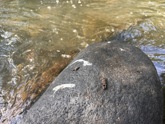 Otter spraint on a rock in the River Leven