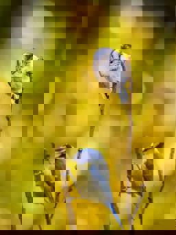 Long Tailed Tit and a Blue Tit