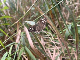 speckled wood butterfly