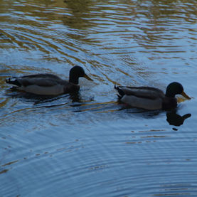 Mallards