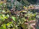 Blackberry bushes. River Leven