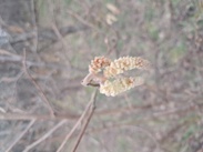 Close up of fuzzy catkins, or Goat Willow, on a branch