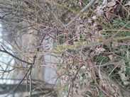fuzzy catkins (Goat Willow) on a branch