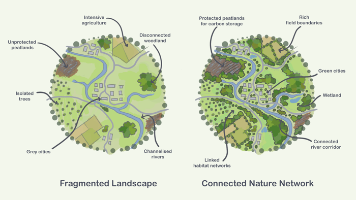 A visual demonstrating the difference between dispersed nature in a fragmented landscape compared to a connected nature network