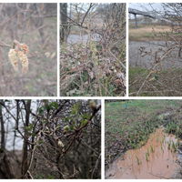 Springtime wildlife in the River Park at Levenmouth